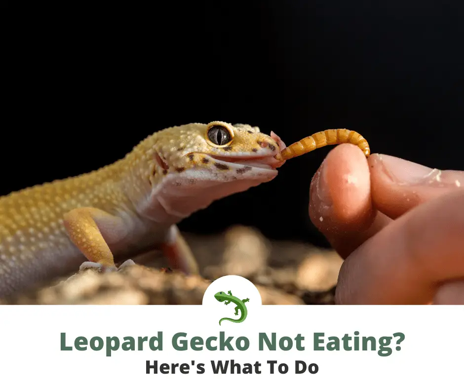 Leopard gecko not eating a worm that it's owner is holding