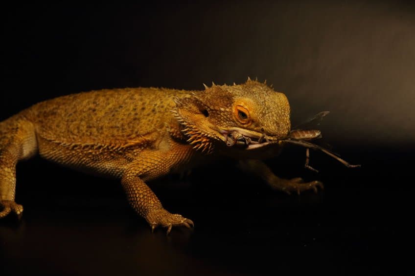 bearded dragon eating cricket