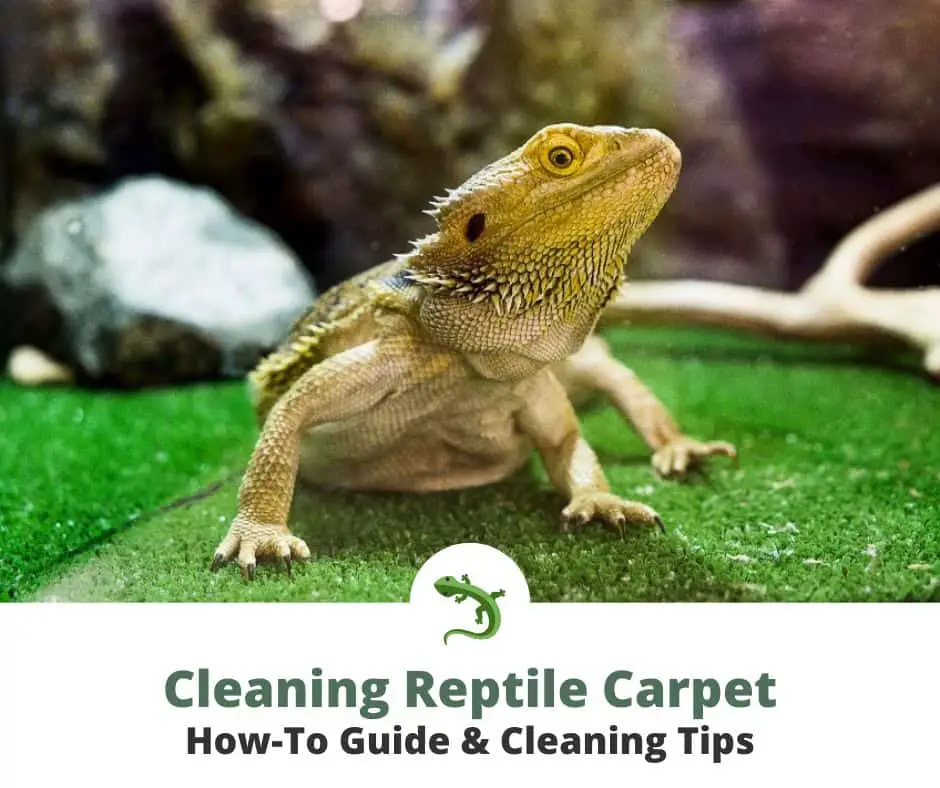 bearded dragon on green reptile carpet