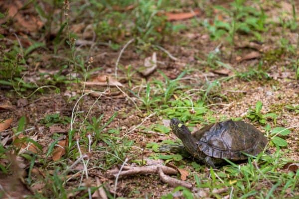 Mississippi Map Turtle: Species Overview & Care Guide 