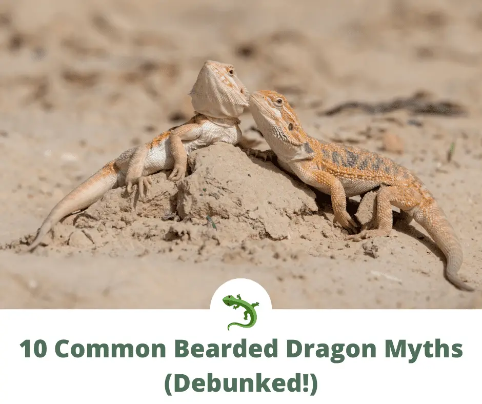 Two bearded dragons sitting in the sand