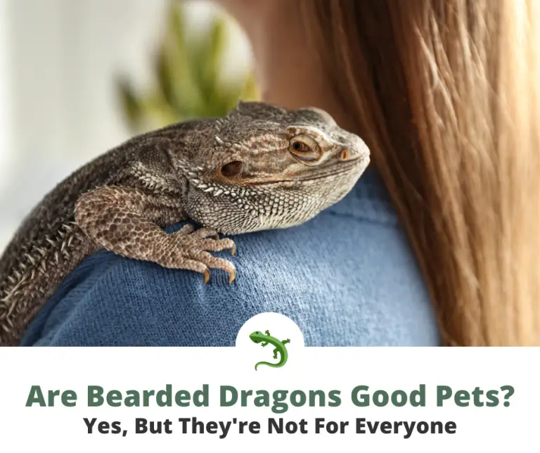 Are Bearded Dragons A Good Pet Do Bearded Dragons Make Good Pets? (5 Reasons Why) | ReptileKnowHow