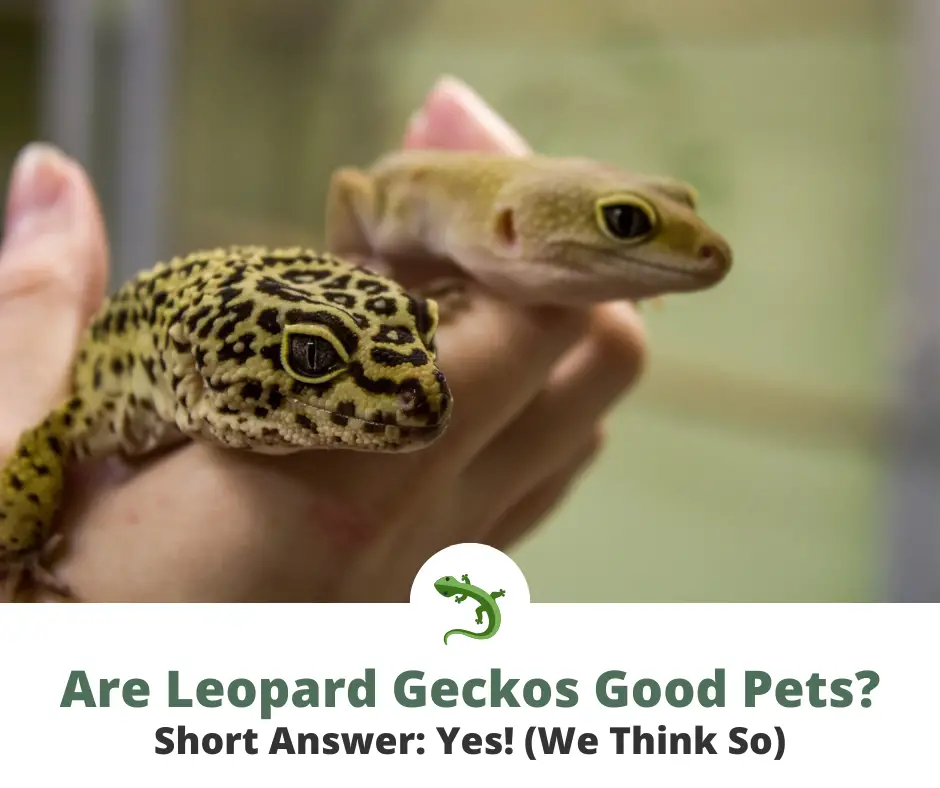 6 Reasons Leopard Geckos Are Good Pets Reptileknowhow