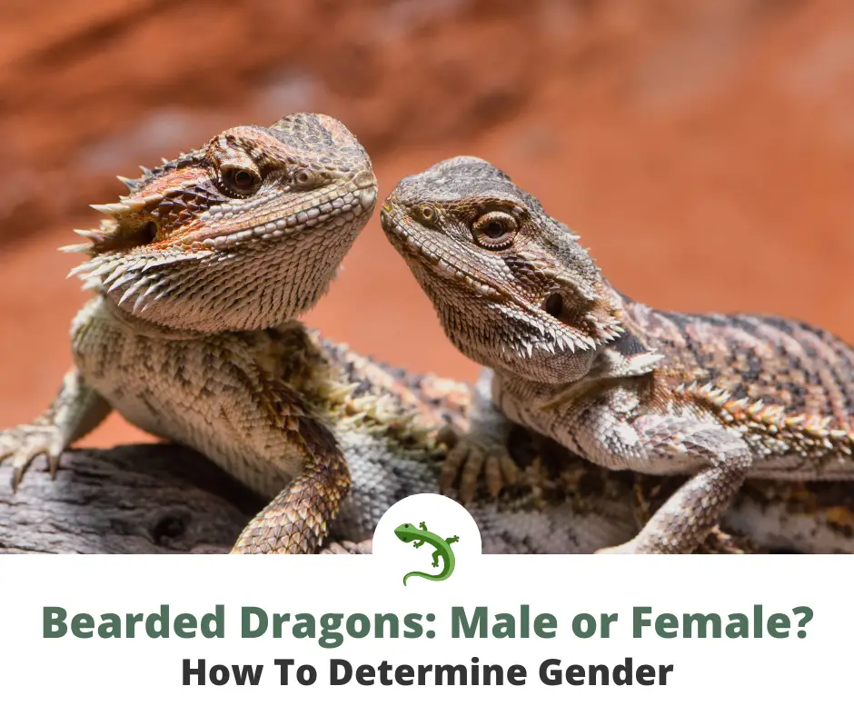 Male and female bearded dragons inside enclosure