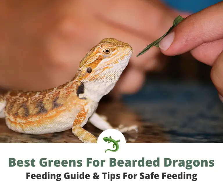 10 Best Greens For Bearded Dragons | ReptileKnowHow