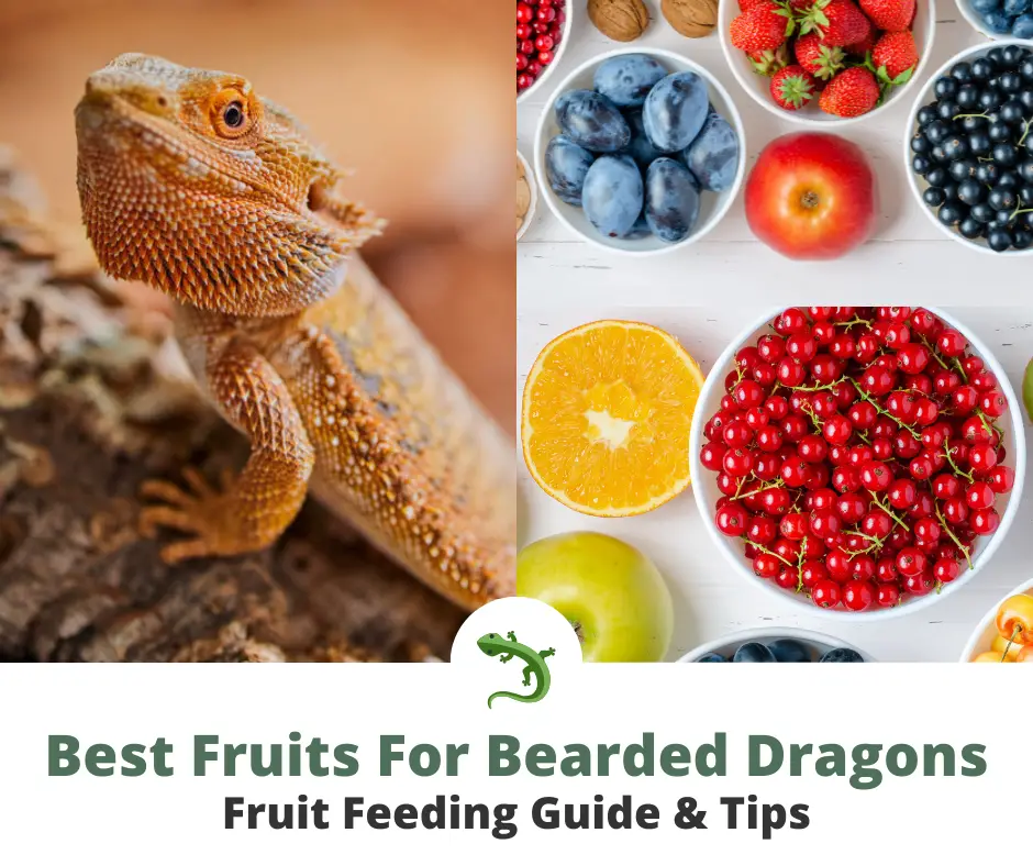 Bearded dragon next to lots of colorful bowls of fruit
