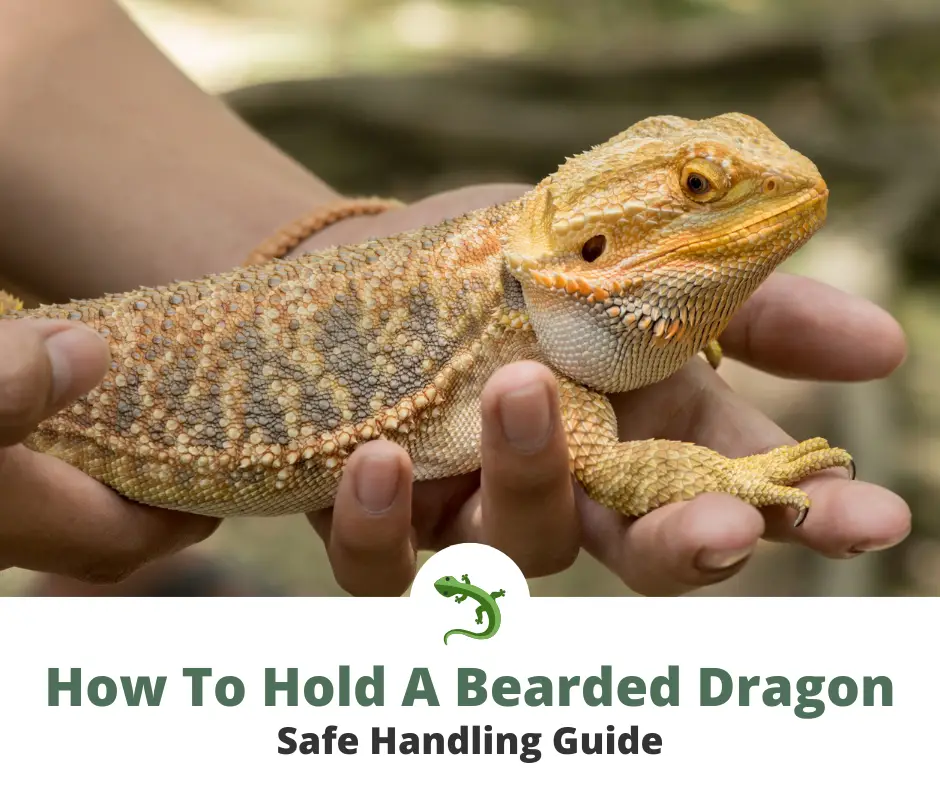 Correct Way To Handle Bearded Dragons ReptileKnowHow